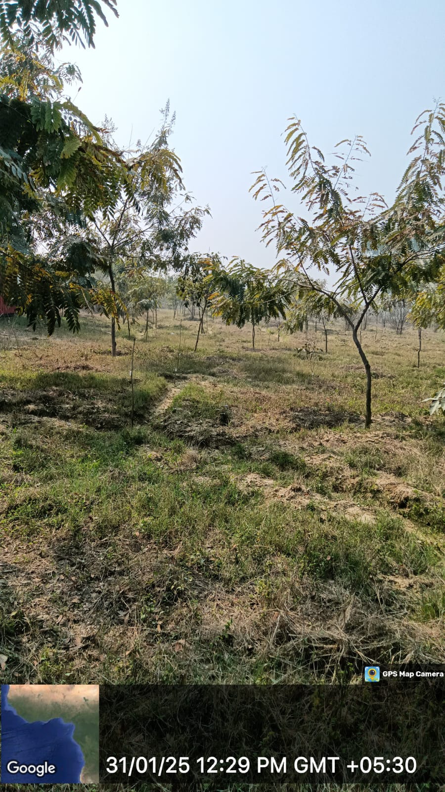 Compensatory Afforestation